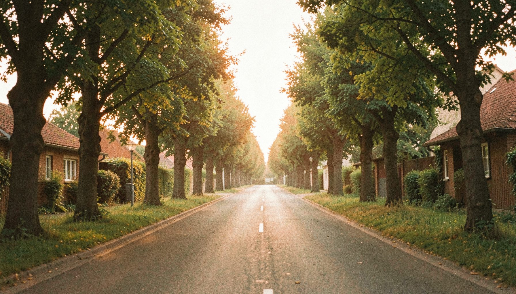 Weitwinklige Aufnahme einer ruhigen brandenburgischen Landstraße mit Alleebäumen im Morgenlicht, sanfte Grün- und Goldtöne, analoge Filmfotografie mit sichtbarem Korn