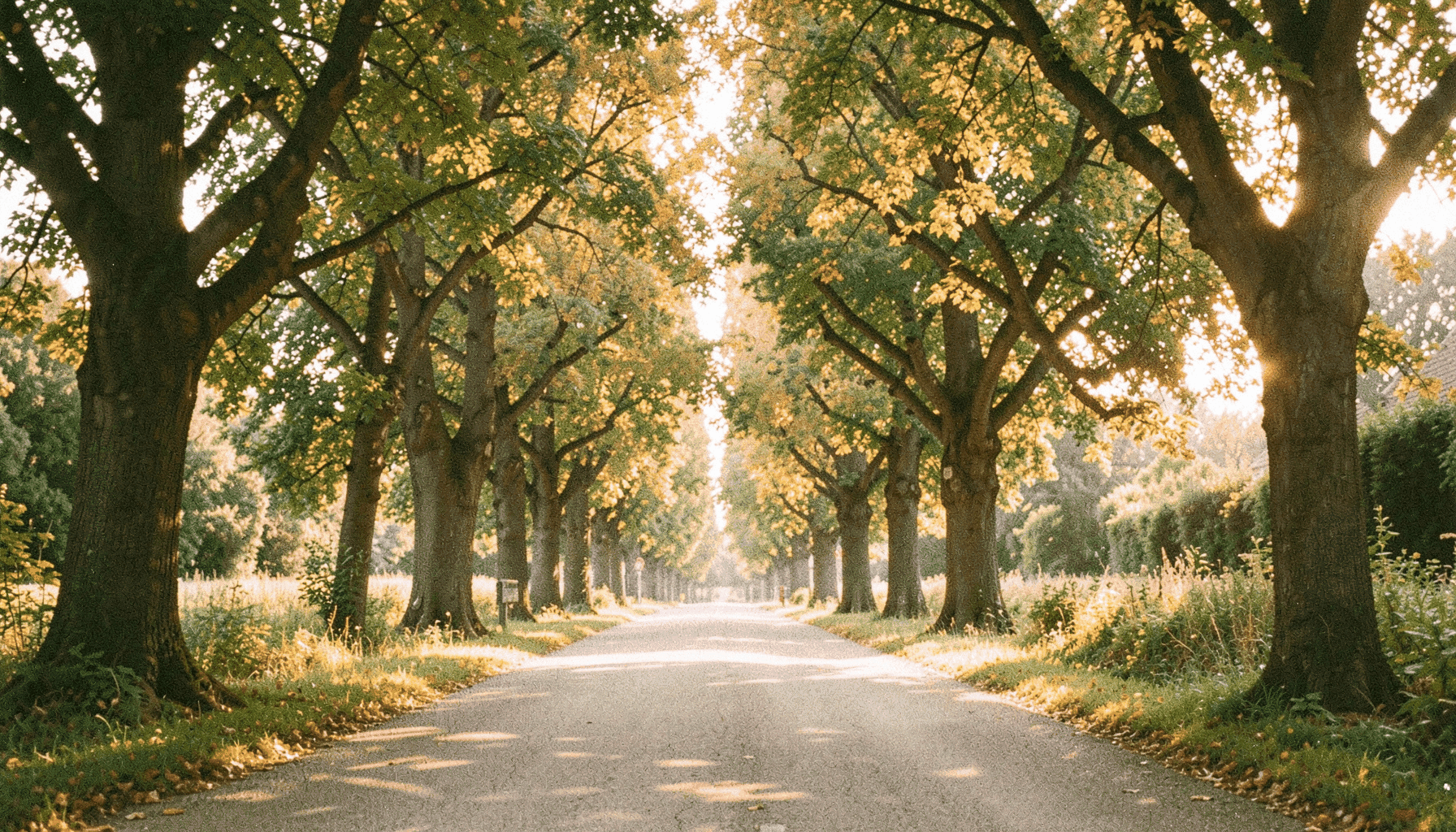 Eine analoge Filmfotografie mit sichtbarem Korn: eine ruhige brandenburgische Landstraße, gesäumt von alten Alleebäumen, weiches Morgenlicht fällt durch das Blätterdach, überwiegend grüne und goldene Töne, friedliche und einladende Stimmung.